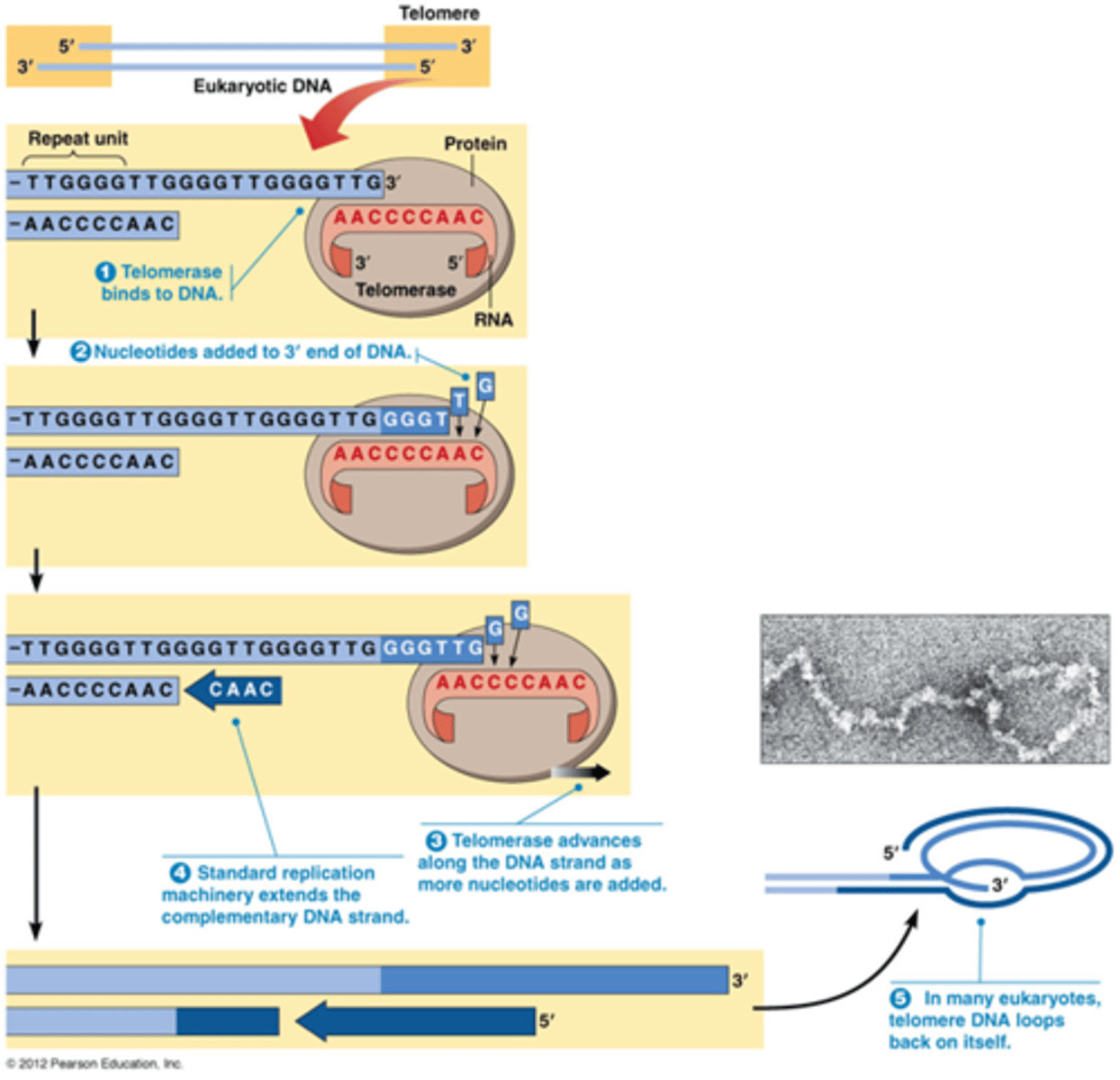 <p>-laatste RNA primer wordt verwijderd en kan niet opgevuld worden</p><p>->5' is altijd korter</p><p>->telomeren worden korter en korter doorheen u leven</p><p>(Telomeren binden eiwitten die chromosoomuiteinden beschermen tegen exonucleasen.)</p><p>->fusie van chromosomen</p><p>->DNA stopt met delen na 50-60 generaties (Hayflick limiet)</p><p>Gevolgen op lange termijn</p><p>-->Verminderde wondheling door verlies van bindweefselcellen.</p><p>--> Verhoogde gevoeligheid aan infecties door verlies van immuuncellen.</p><p>--> Zweren in darmkanaal door verlies van epitheelcellen.</p><p>oplossing: telomerase dat telomeren verlengt</p><p>Telomerase komt tot expressie in proliferende cellen (embryonale cellen, geslachtscellen, stamcellen en kankercellen). (genactivatie zie H20)</p><p>Telomerase: enzyme dat bestaat uit eiwit + RNA (= RNP). </p><p>RNA = matrijs voor verlenging telomeren. </p><p>Telomerase heeft reverse transcriptase activiteit (van RNA -> DNA synthetiseren)</p><p>3’ uiteinde van het telomeer is langer dan de complementair streng en vouwt terug op zichzelf</p><p>->Mutatie van telomerase is geassocieerd met versnelde veroudering.</p><p>-Kankercellen bevatten telomerase want die kunnen meer dan 50 keer delen</p><p>->Telomerase-inhibitoren voor kankertherapie? </p>