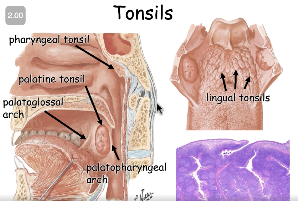 <p>palatine tonsils, lingual tonsils, pharyngeal tonsils</p><p>surface (oral = stratified squamous, non-keratinized vs nasal = respiratory epitheleum)</p>