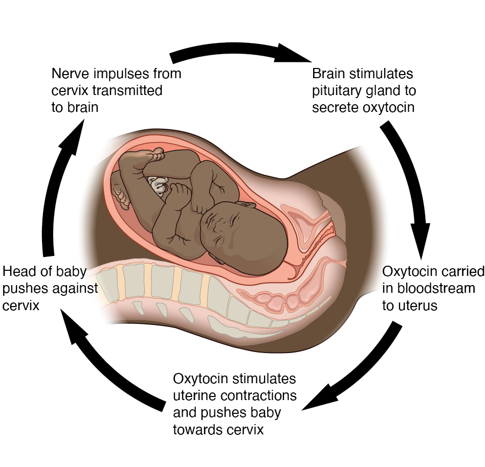 <p>intensifies a change in the body’s physiological condition rather than reversing it. A deviation from the normal range results in more change, and the system moves farther away from the normal range. Only normal in the body when there is a definite end point. Childbirth or reversing extreme damage to the body are some examples.</p>