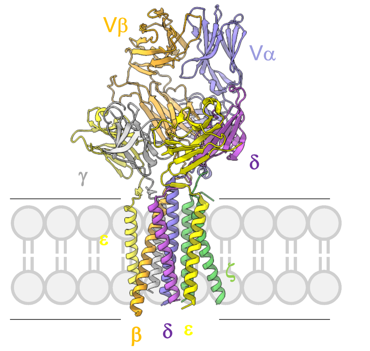 <p>What did the cryo-EM structure of the TCR–CD3 complex reveal about the transmembrane helices?</p>