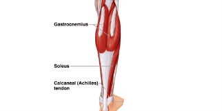<p>2 main muscles</p><ul><li><p>Gastrocnemius</p></li><li><p>Soleus</p></li></ul>