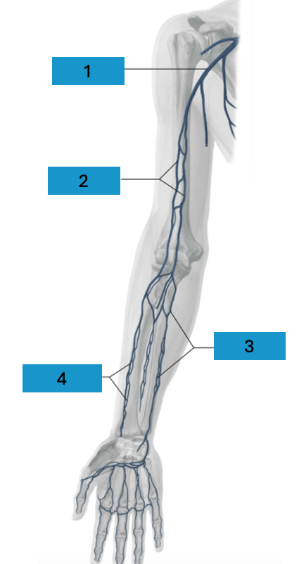 <p>Diepe venen arm</p>