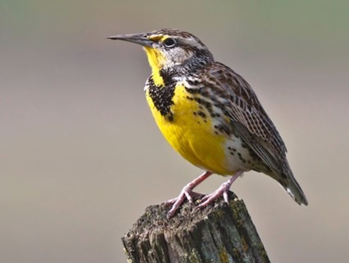 <p>Passeriformes</p><p>Yellow underneath with black V around neck, streaking on sides</p>
