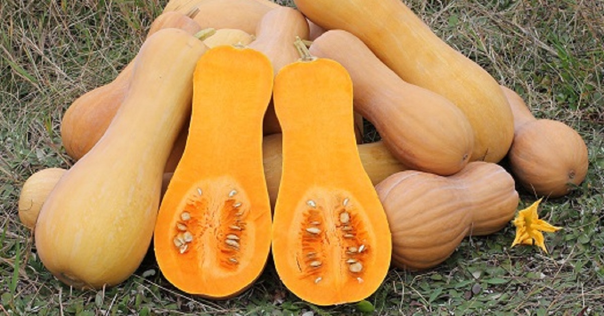 <p>la calabaza</p>