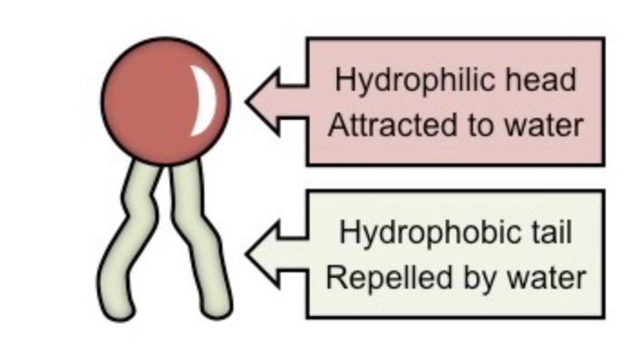 <p>Polar head/Nonpolar tail</p>