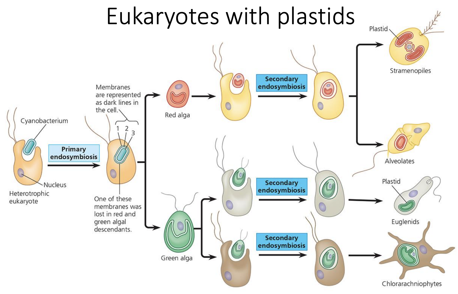 **SAR** 

*Stramenopila* 

* Large, extremely diverse lineag
* Grouping based on whole genome sequencing

*Alveolata* 

* Membrane-lined sacs regulate diffusion across plasma membrane 
* Red tides (carotenoids), bioluminescence 
* Parasites

*Rhizaria* 

* Many species are amoebas 
* Move and feed by pseudopodia

*Excavata* 

* Diverse, often groove on bodies 
* Often modified/reduced mitochondria (dysfunctional) 
* Parasitic, predatory and photosynthetic species
