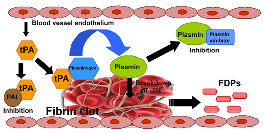 <p>“Breakdown of fibers”</p><ul><li><p>Slow process of dissolving clot.</p><ul><li><p>Thrombin and tissue plasminogen activator (t-PA) which breaks/dissolves down clot activates plasminogen. Plasminogen will then produce Plasmin which gets rid of fibrin clots and digests fibrin strands.</p></li></ul></li></ul>