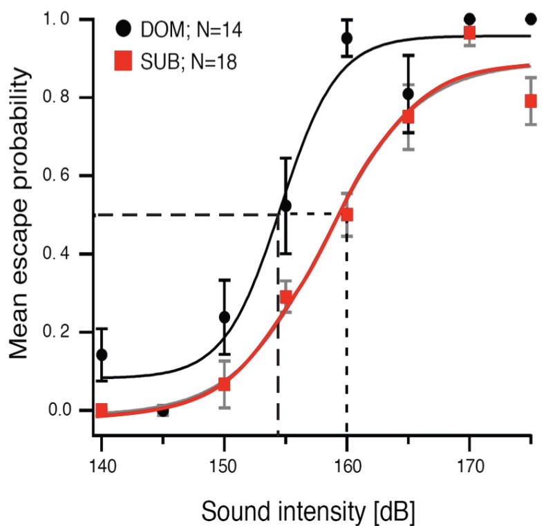 <p>Dom males responded m to sounds and more to higher sound intensities </p>