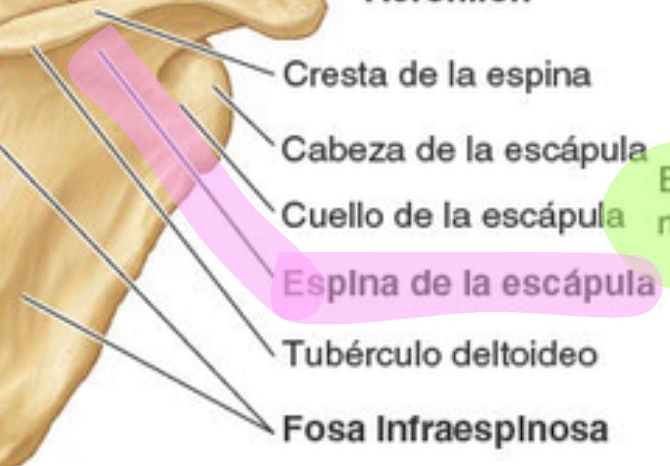 <p>Divide la cara posterior</p>