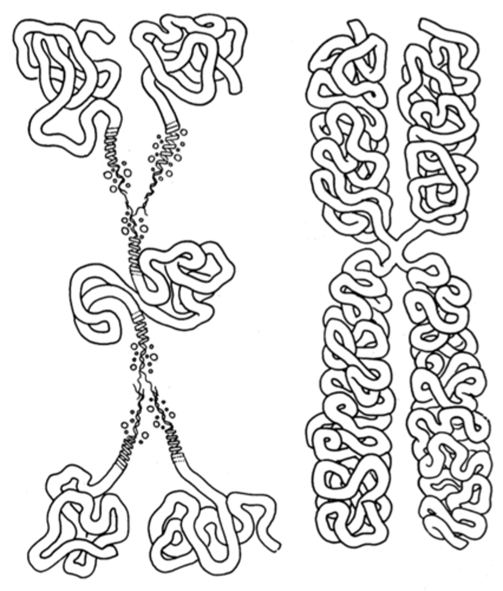 <p>Early model (incomplete) used to explain chromatin. Proposed that there were whole mounts of white blood cells. It found few or no free fiber ends and concluded that each chromatid must consist of a single fiber (like a ball of string). Said that replication occurred from each end toward the centromere.</p><p>Proposed Type A and Type B DNA fibers.</p>