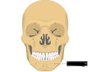 <p>bony marking?</p>