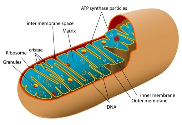 <p>Contains its own ribosomes and DNA. Contains a folded inner membrane, folds called cristae</p>