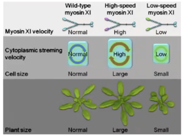 <ul><li><p>It regulates cell size by enabling efficient material transport</p></li></ul><ul><li><p>Especially important in large aquatic plant cells (Elodea and Chara) that have limited diffusion ability</p></li><li><p>Slower in land plants (larger number of small cells)</p></li></ul><p></p>