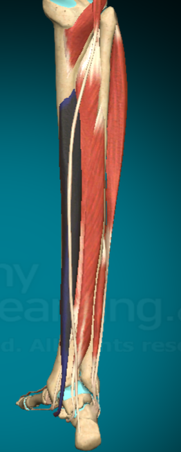 <p>What is this muscle and where are the attachment points?</p>