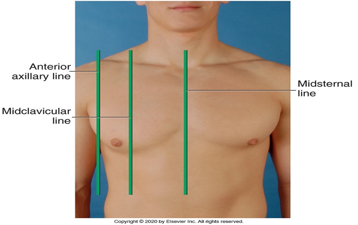 <p><strong>Midsternal line</strong></p><p><strong>Midclavicular line</strong>- center of each clavicle at the point halfway palpated stenoclavicular and acromioclavicular joint</p>