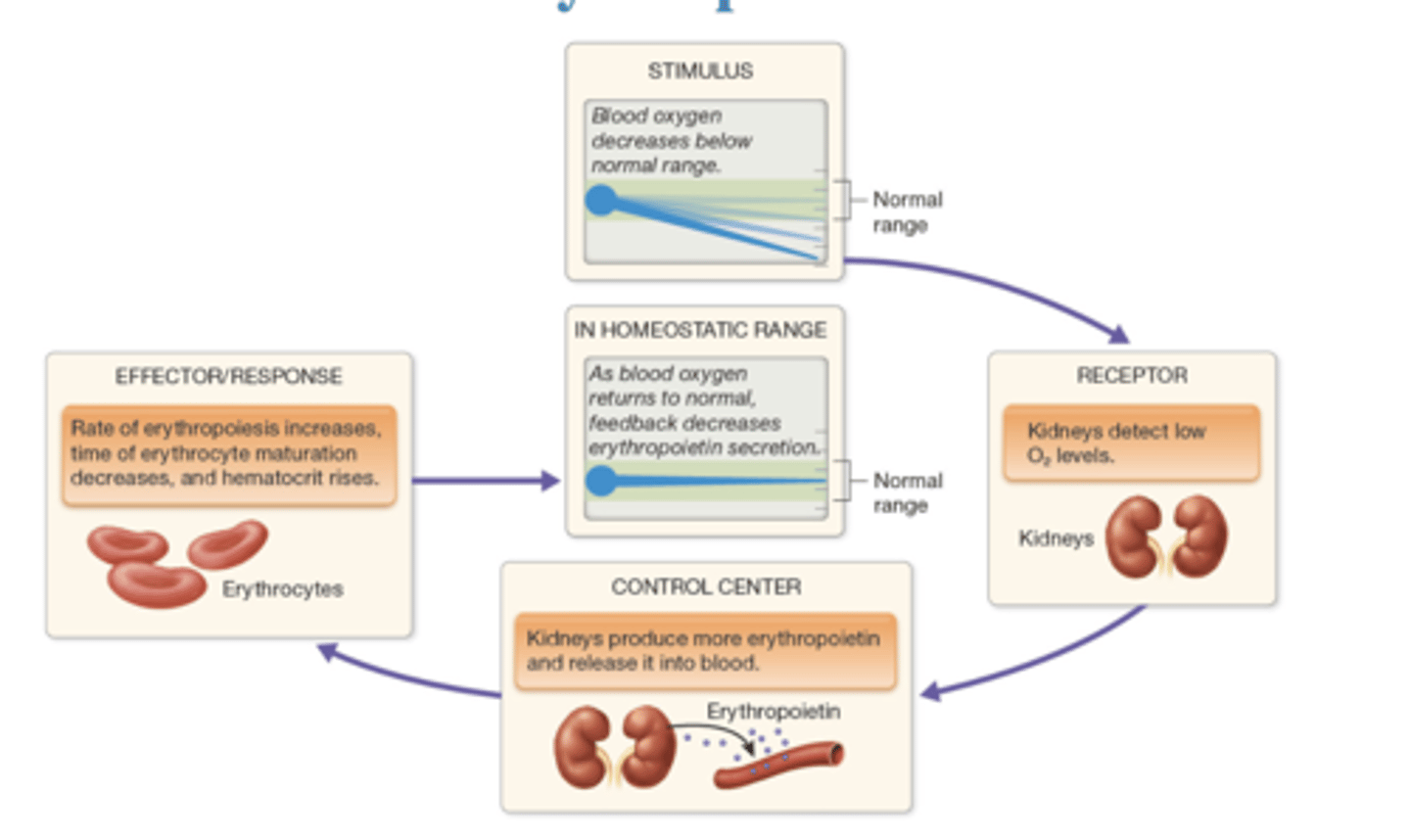 <p>blood oxygen is below range, kidneys detect low O2 and produce more erythropoietin for erythropoiesis to raise hematocrit</p>