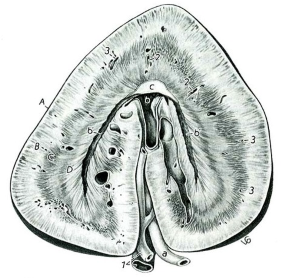 <ol start="4">
<li>What shape are a horse's kidneys?</li>
</ol>
