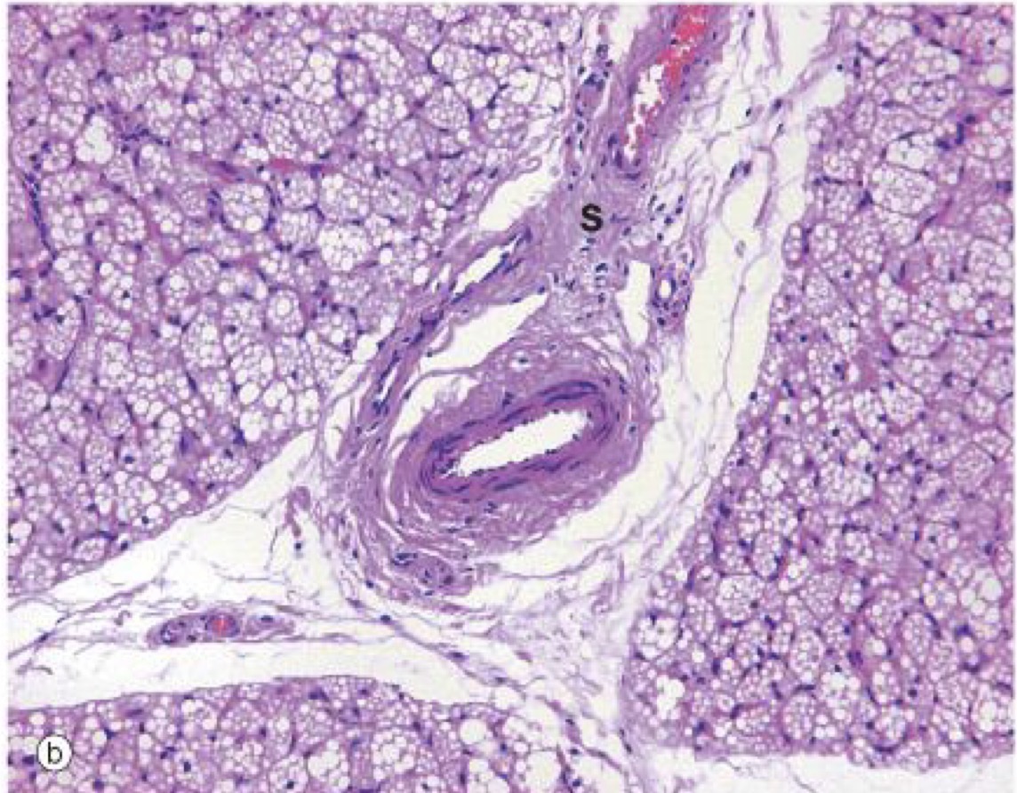 <p>A- identify</p><p>B- Histological features</p><p>C- Function</p><p>D- Sites</p>
