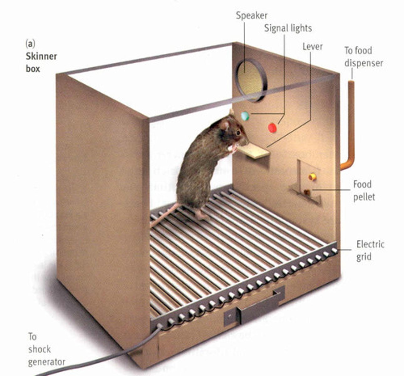 <p>a type of learning in which behavior is strengthened if followed by a reinforce or diminished followed by a punisher</p>