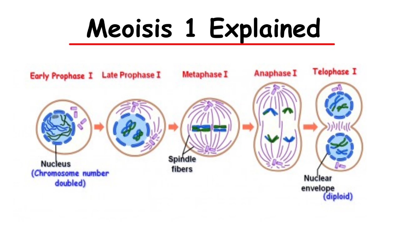 <p>The first half of meiotic cell division in which genetic recombination occurs and the number of chromosomes is reduced from the diploid to the haploid number. </p>