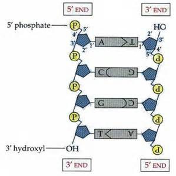 <p>strands run in opposite direction and replication is semiconservative- each strand acts as a parent strand for the new molecules</p>