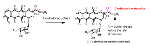 <p>Mechanism of cardiotoxicity of anthracyclines</p>