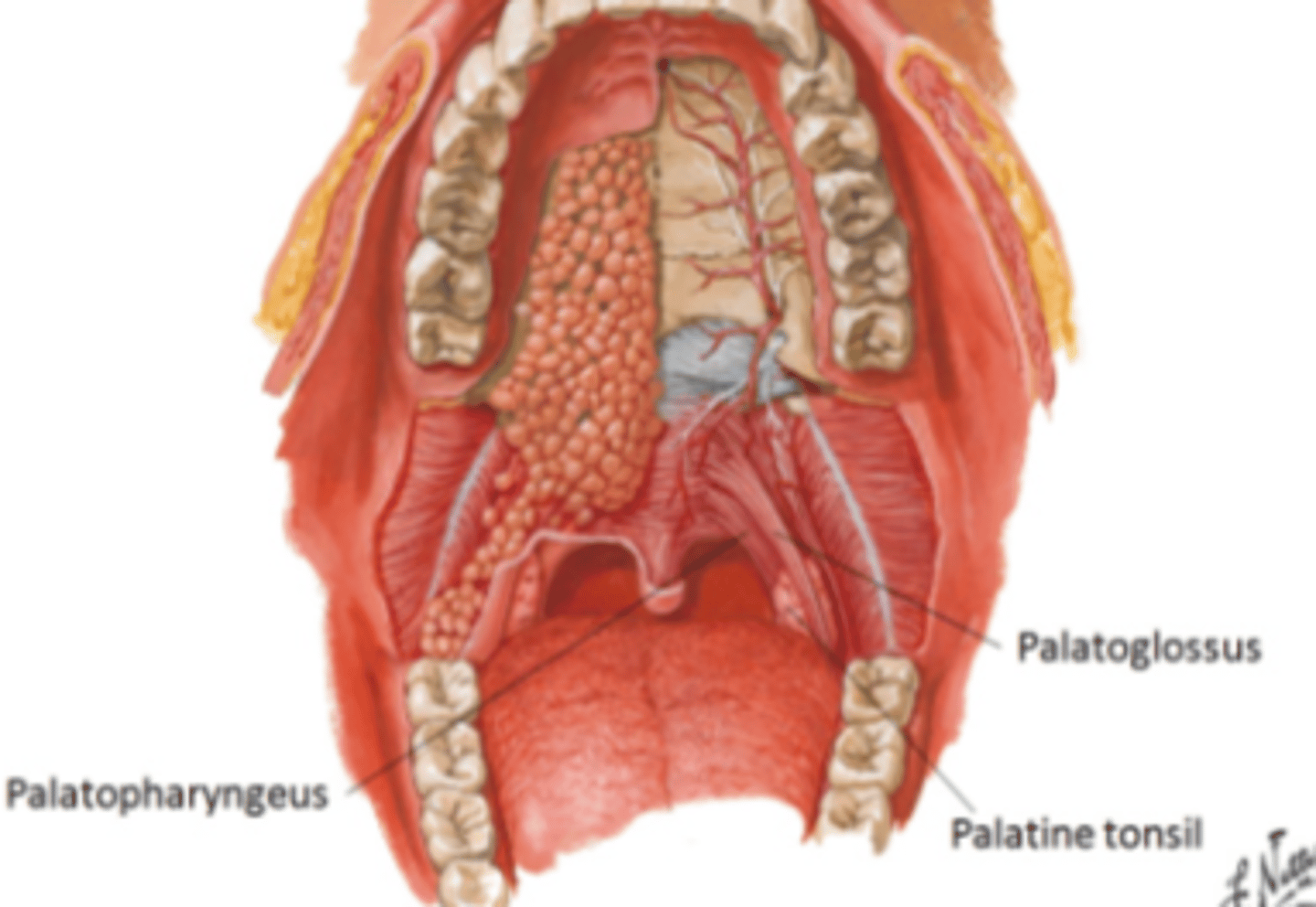 <p>soft palate muscle responsible for tensing the soft palate to pull the pharyngeal walls superiorly, anteriorly, and medially during swallowing.</p>