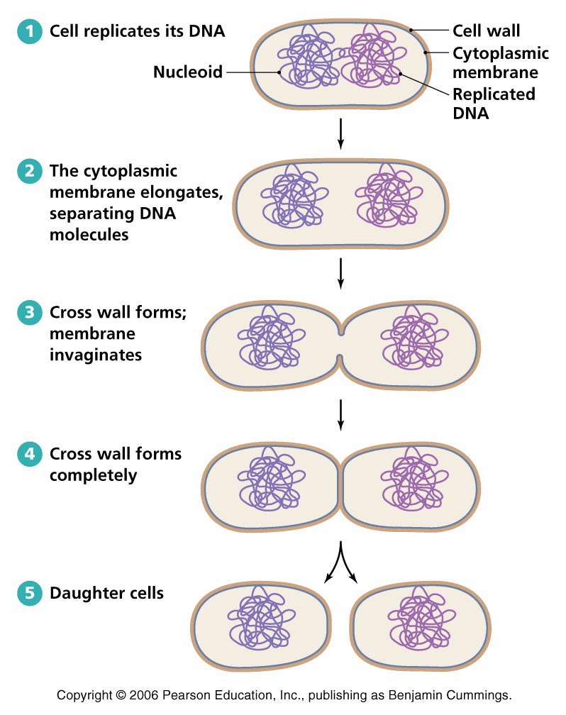 <p>binary fission</p>
