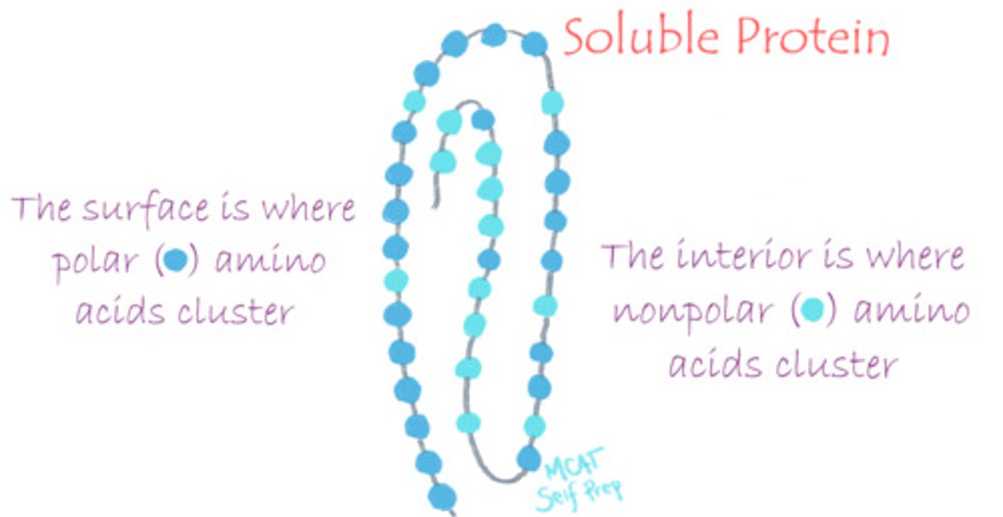 <p>(A) E (Glutamate)</p><p>You would expect to find polar, hydrophilic amino acids with side chains containing O, S or N atoms.</p><p>Struggling with the one-letter abbreviations, three-letter abbreviations, structures, and the essential properties of Amino Acids? Learn how to conquer any Amino Acid MCAT question using Andrew's Amino Acid Mastery Course @ https://mcatselfprep.com/course/andrews-amino-acid-mastery-course/</p>
