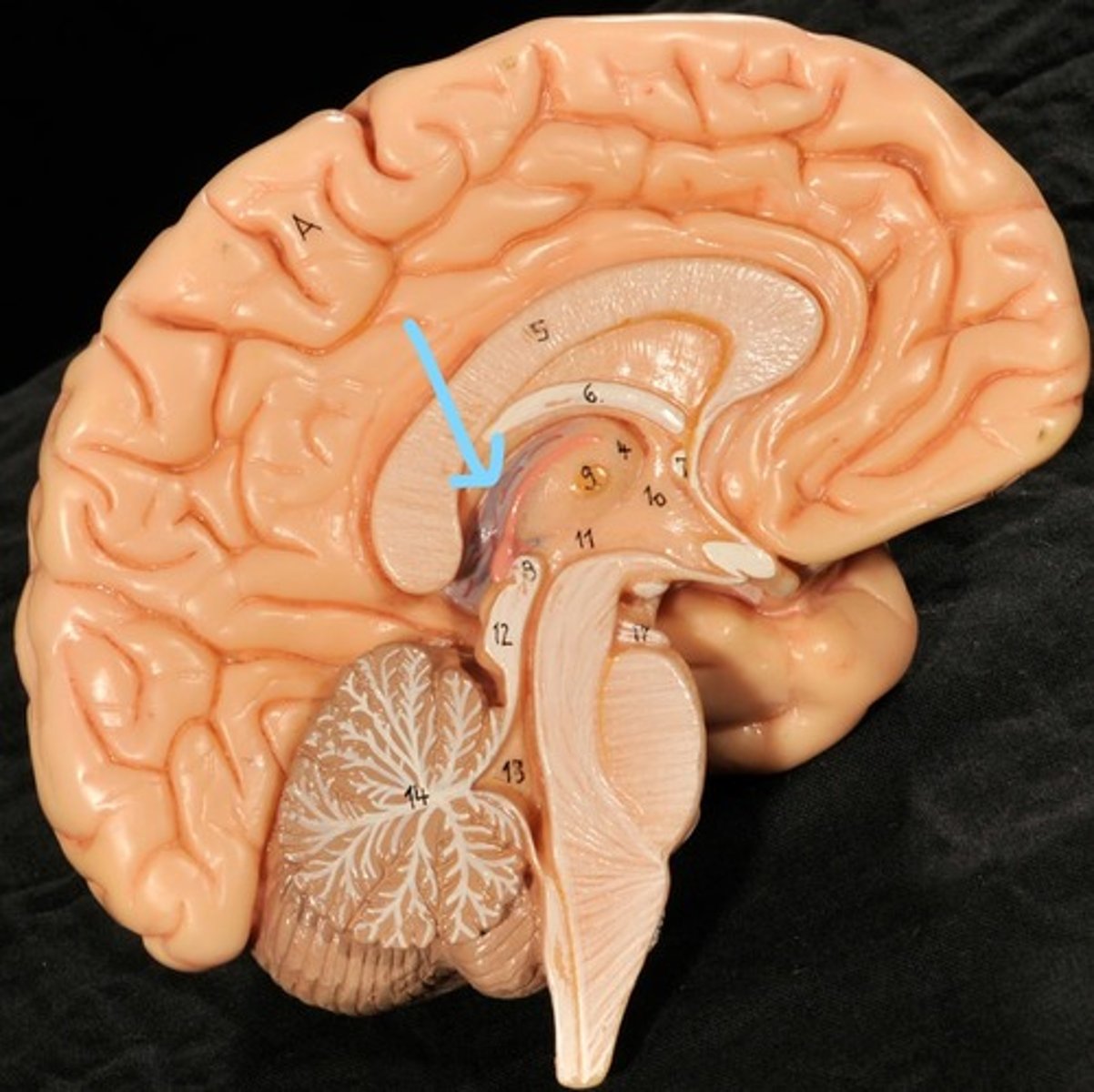 <p>produces cerebrospinal fluid</p>