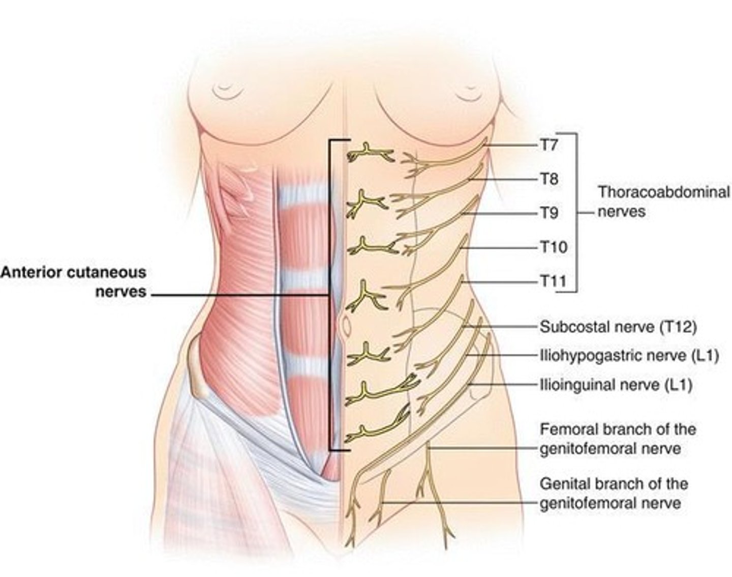 <p>Innervate abdominal wall muscles.</p>