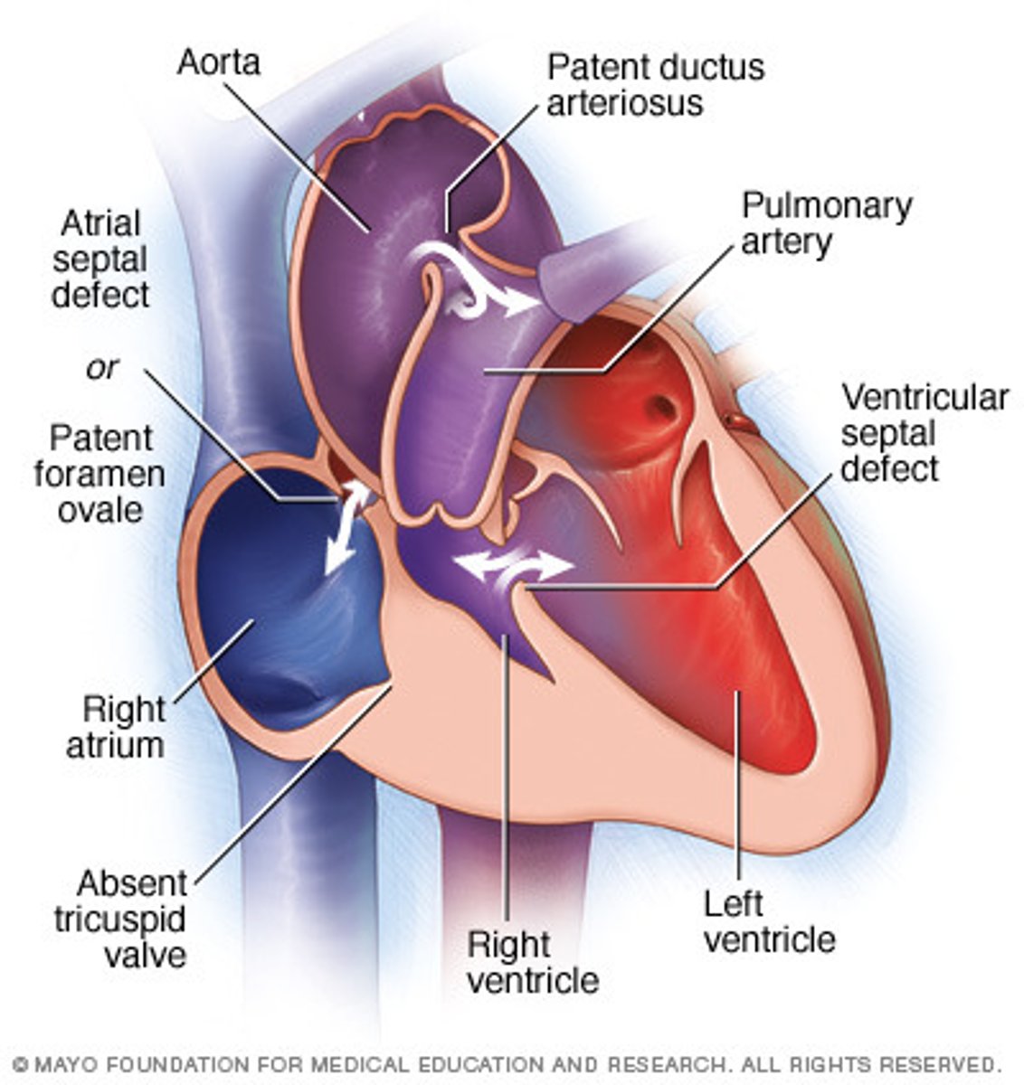 <p>So blood can mix and oxygenated blood can be pumped to the body</p>