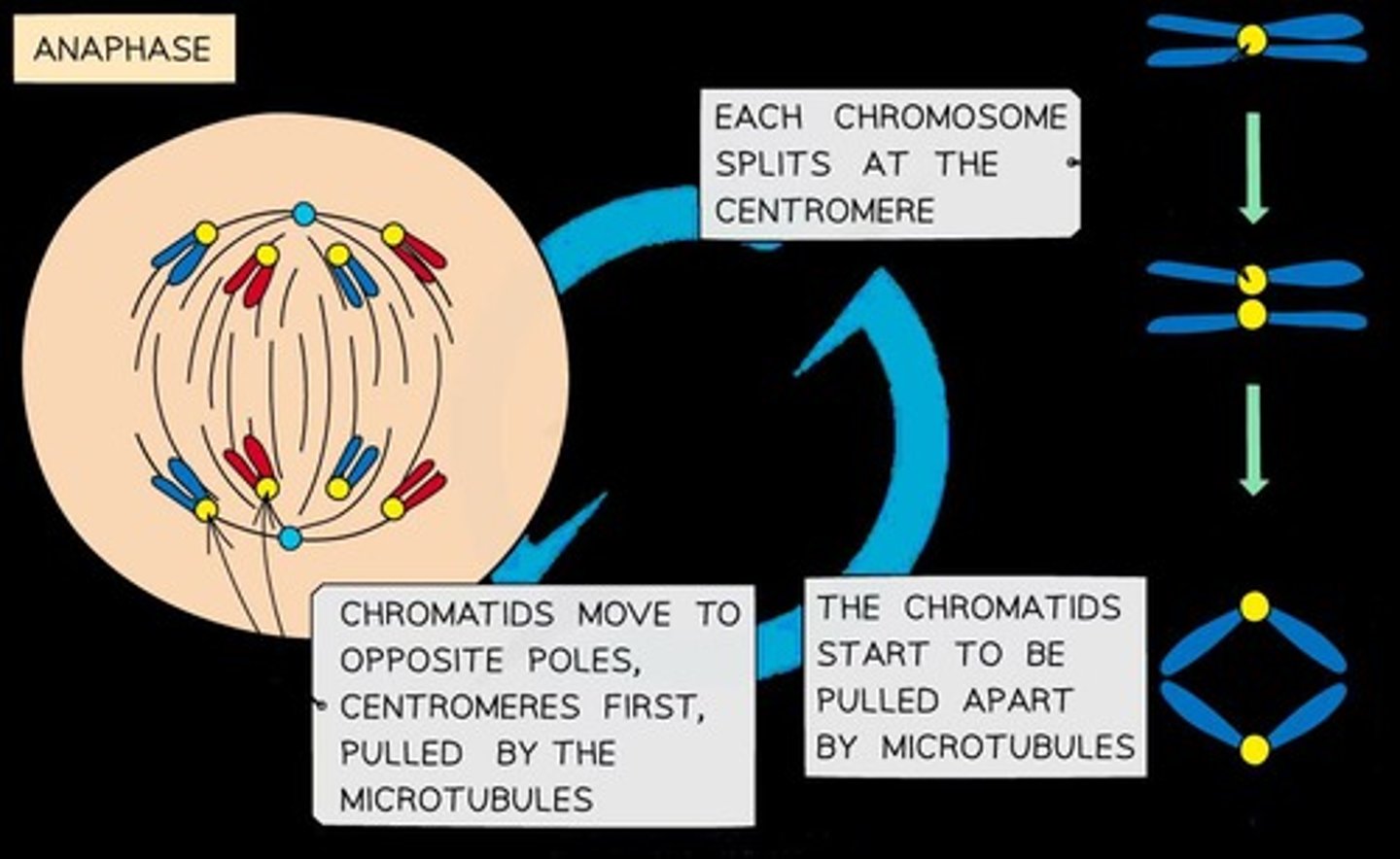 <p>Sister chromatids are pulled apart to opposite poles of the cell.</p>