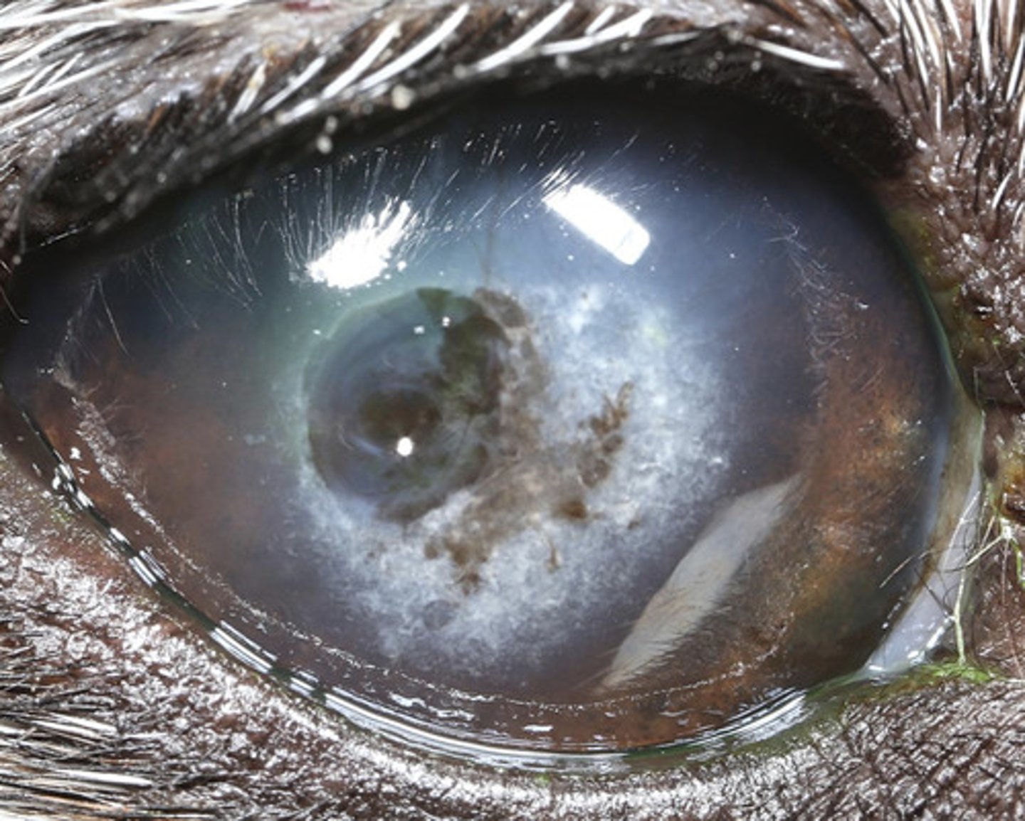 <p>What am I describing?</p><p>- White opacities</p><p>- Unilateral or bilateral, asymmetric</p><p>- Due to ocular surface or intraocular disease</p><p>- May have systemic implications</p><p>- Often vascularized</p><p>- Can result in ulceration</p>
