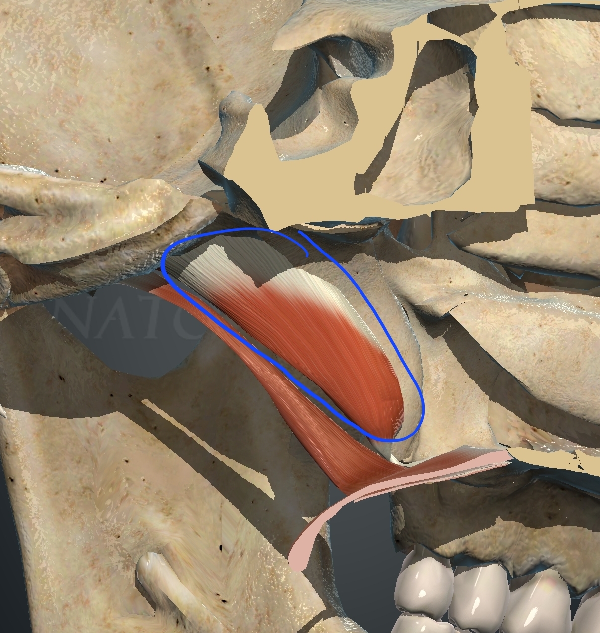 <p>What muscle is this?</p>