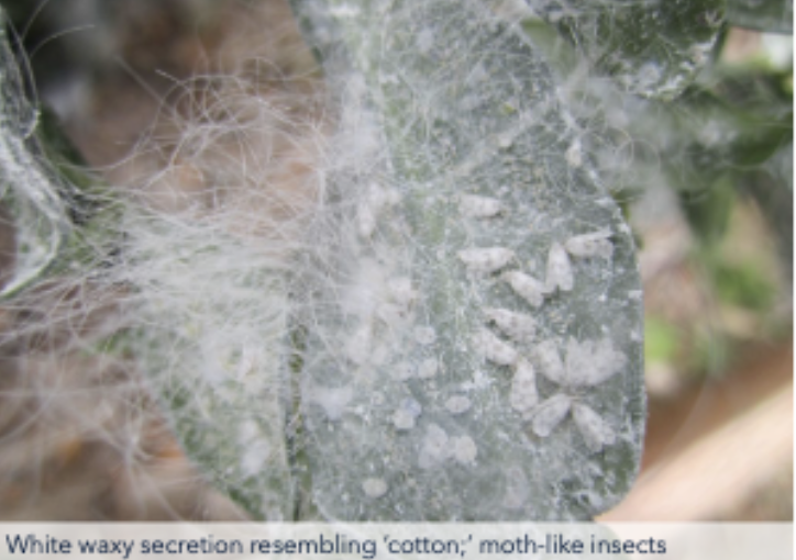 <p>Whiteflies</p>