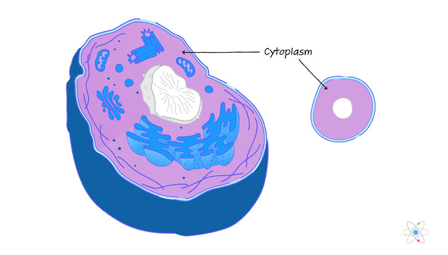 <p>(<span style="color: #44e9ff"><strong>both</strong></span>) Jelly-like substance; mainly made up of water</p><p>Holds everything in place</p>