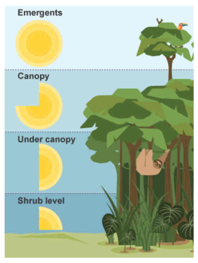 <ul><li><p>Ground level</p></li><li><p>Shrub layer</p></li><li><p>Under canopy</p></li><li><p>(Main) canopy</p></li><li><p>Emergents</p></li></ul>