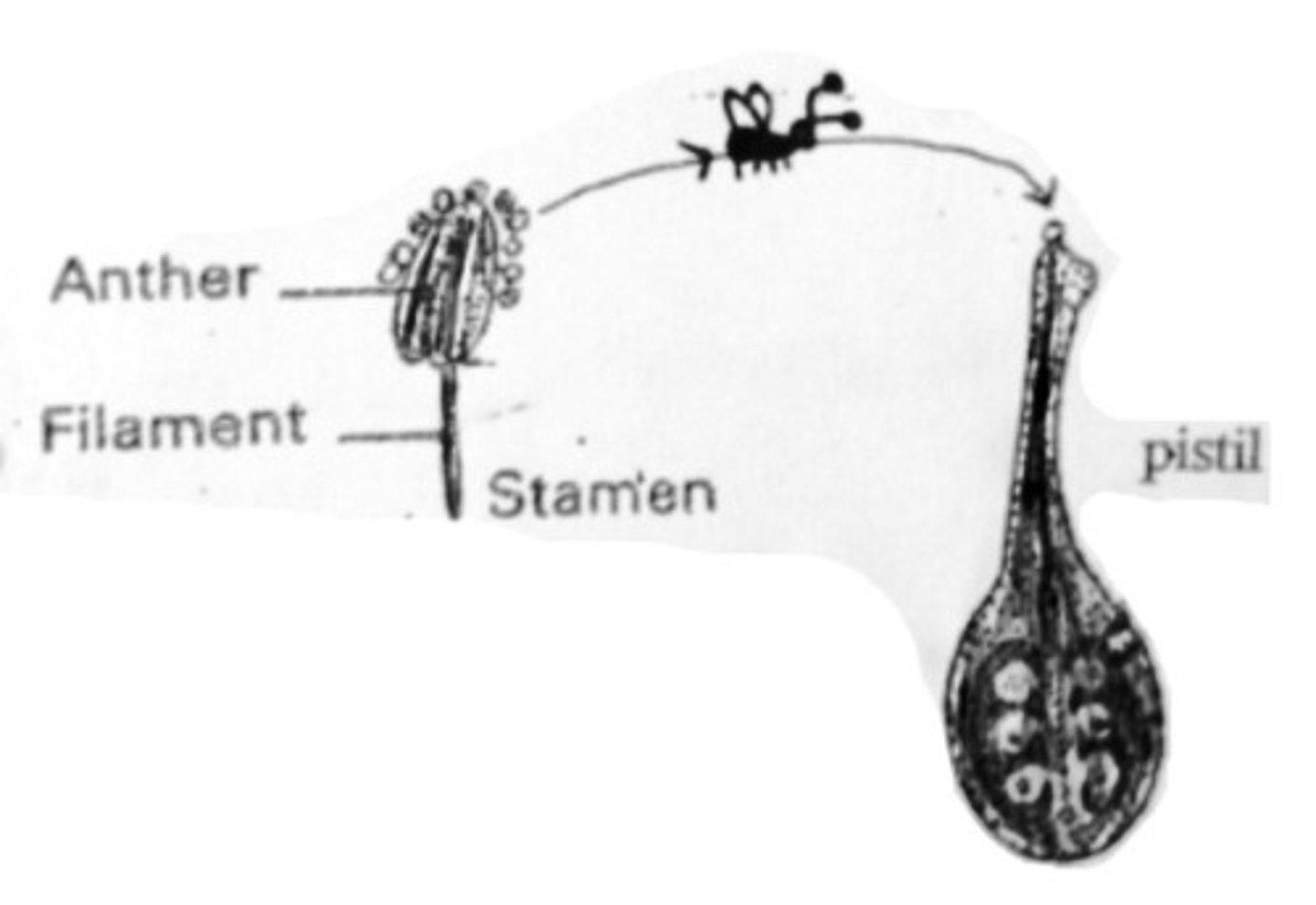 <p>insects transferring pollen</p>