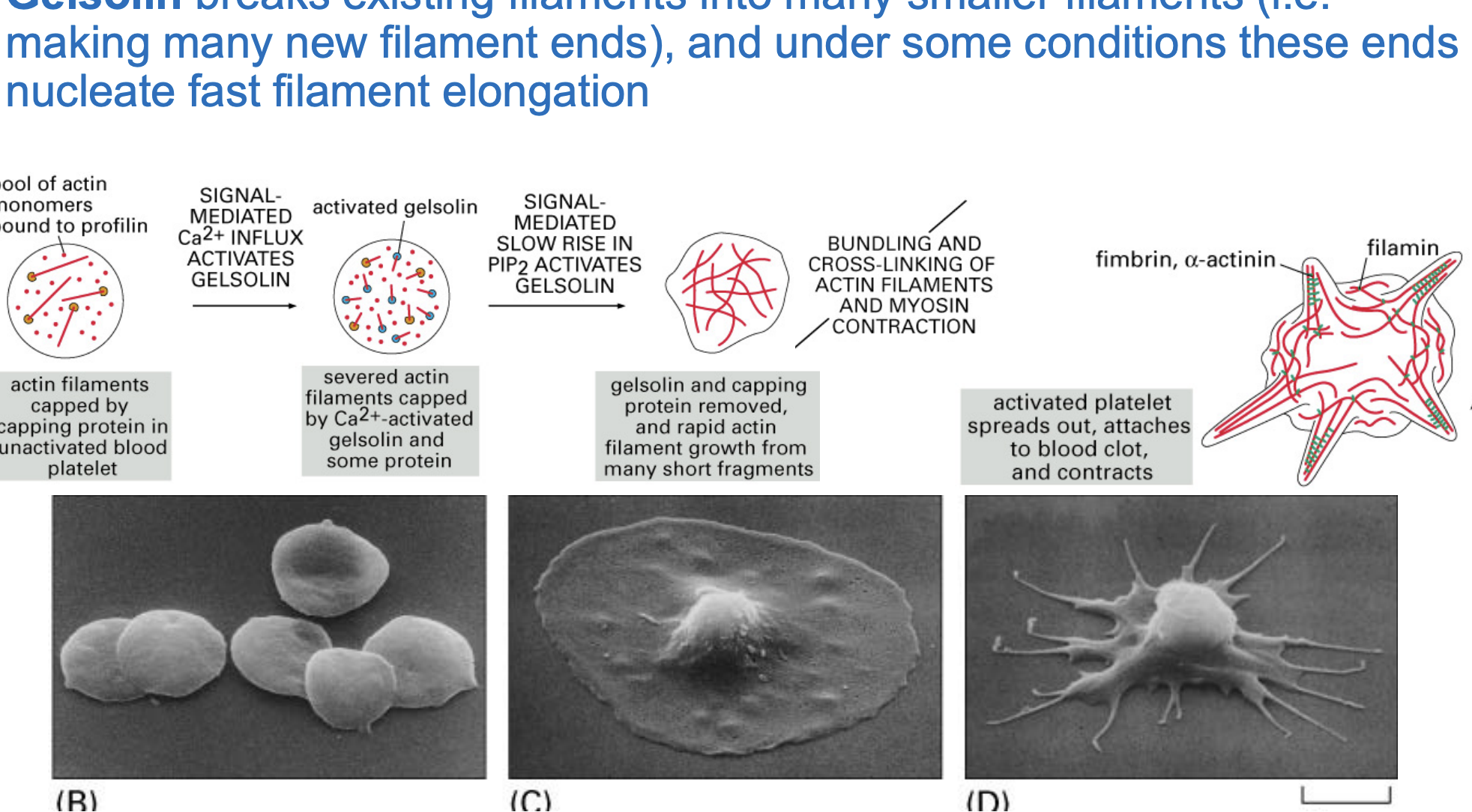 <ul><li><p><strong>Inactive State</strong></p><ul><li><p>Blood platelets have <strong>actin filaments capped</strong> by proteins ( profilin), preventing uncontrolled growth.</p></li></ul></li><li><p><strong>Activation by Calcium (Ca²⁺) &amp; PIP2</strong></p><ul><li><p><strong>Gelsolin is activated</strong> by a <strong>Ca²⁺ influx</strong>, causing it to <strong>sever actin filaments</strong> into smaller fragments.</p></li></ul></li><li><p><strong>Rapid Actin Growth</strong></p><ul><li><p><strong>Capping proteins are removed</strong>, and new actin filaments rapidly <strong>elongate from the severed fragments</strong>.</p></li></ul></li><li><p><strong>Platelet Shape Change</strong></p><ul><li><p>Actin filaments <strong>bundle and cross-link</strong> with myosin, leading to <strong>cell contraction</strong>.</p></li><li><p><strong>Platelet spreads out and attaches to a blood clot</strong>, helping in <strong>wound healing and clot stabilization</strong>.</p></li></ul></li></ul><p></p>