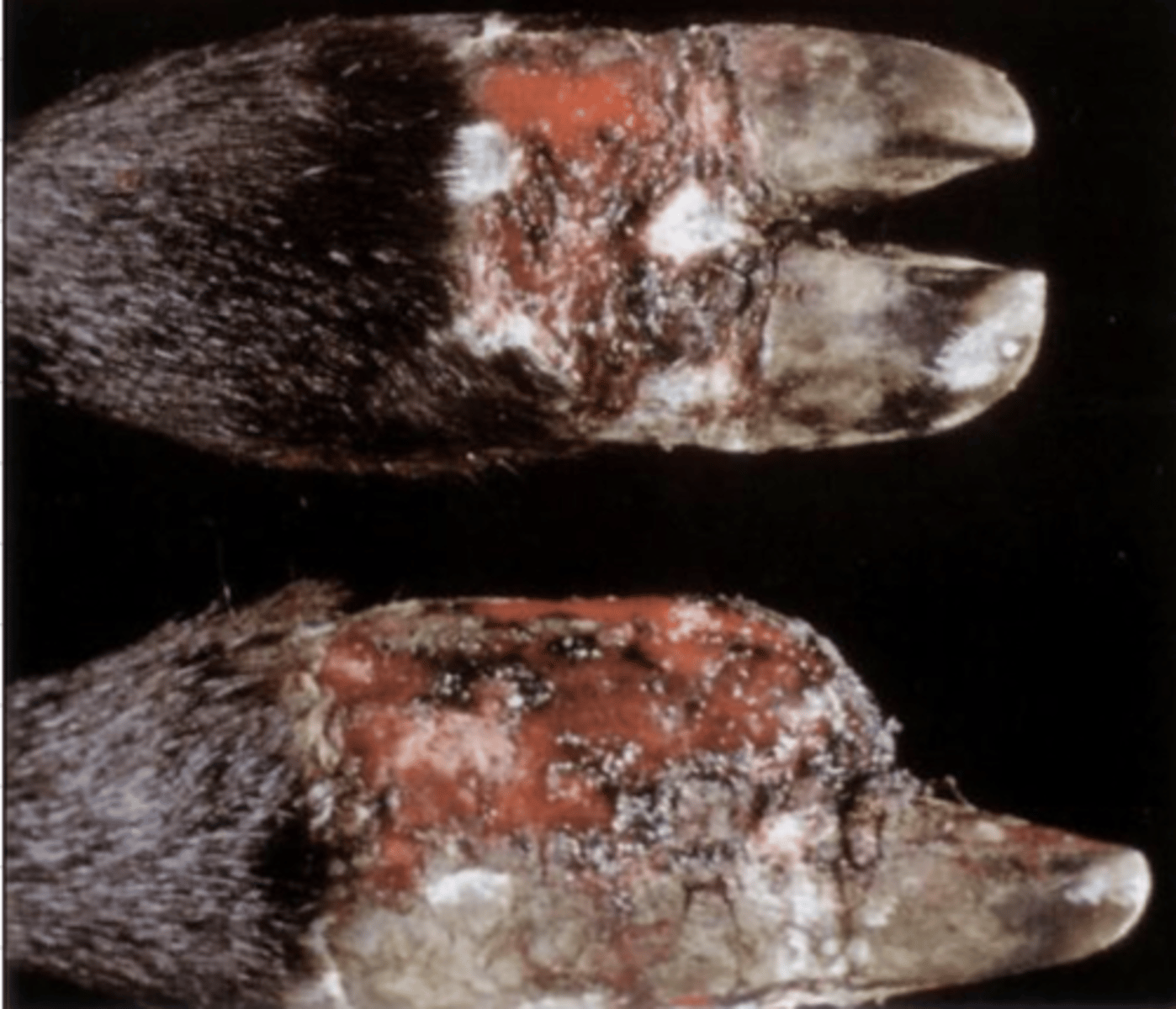 <p>shriveled, dry, brown-black</p>