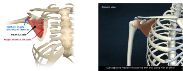 <p>Action: Shoulder internal/ medial rotation</p>