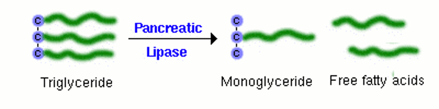 <p>Enzyme that breaks down lipids into glycerol and fatty acids, which are small molecules that can be absorbed in the intestine</p>