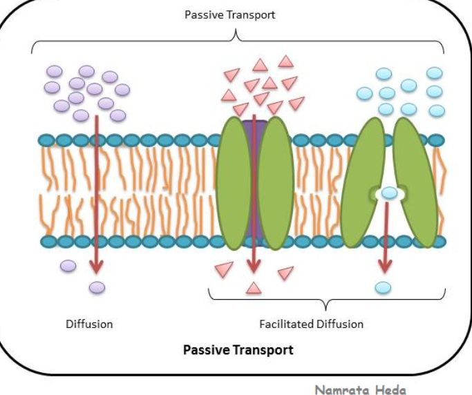 <p></p><ol type="a"><li><p><strong><span>Passive transport</span></strong></p></li></ol><p></p>