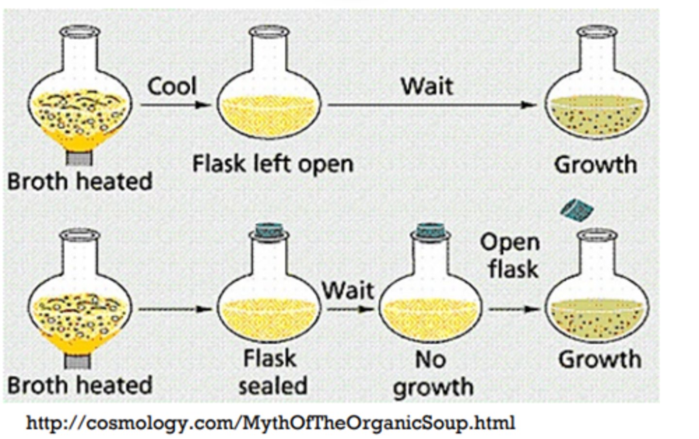 <p>Boiled broth (animal+plant matter) and sealed the flask.</p><p>• Broth became cloudy •</p><p>Argued spontaneous generation Needham argued spontaneous generation blocked because</p><p>1. "life force"/pneuma destroyed from extended boiling and</p><p>2. seal blocked re-entry of pneuma.</p><p>Disagreements continued...</p><p>Lazzaro Spallanzani did not agree with Needham's conclusions, however, and performed hundreds of carefully executed experiments using heated broth. As in Needham's experiment, broth in sealed jars and unsealed jars was infused with plant and animal matter. Spallanzani's results contradicted the findings of Needham: Heated but sealed flasks remained clear, without any signs of spontaneous growth, unless the flasks were subsequently opened to the air. This suggested that microbes were introduced into these flasks from the air. In response to Spallanzani's findings, Needham argued that life originates from a "life force" that was destroyed during Spallanzani's extended boiling. Any subsequent sealing of the flasks then prevented new life force from entering and causing spontaneous generation</p>