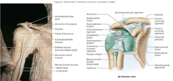 <p>Anatomy of the glenohumeral joint: </p>