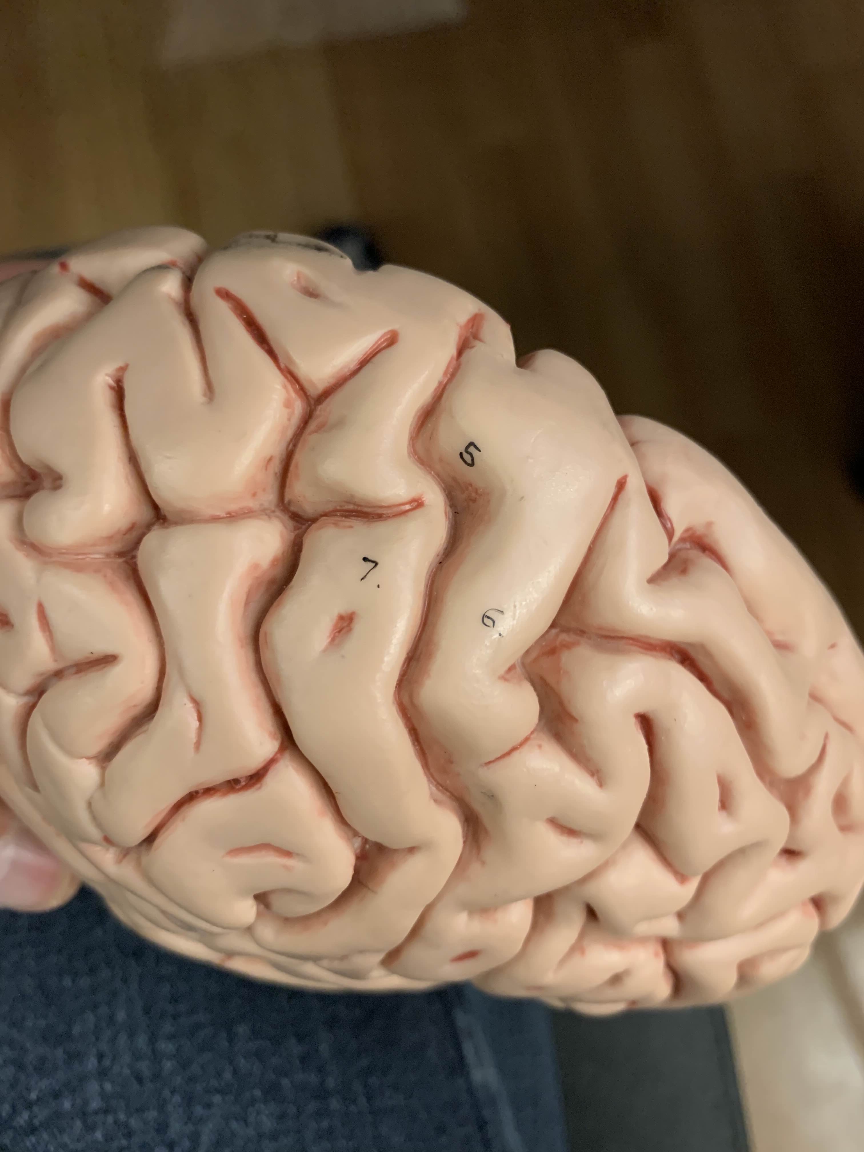 <p>Which part of the cerebrum is:</p><ul><li><p>Outer layer of cerebrum</p></li></ul><p></p>