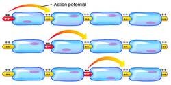 Saltatory conduction is the propagation of action potentials along myelinated axons from one node of Ranvier to the next node. The action potential “jumps” from one node to the next.  