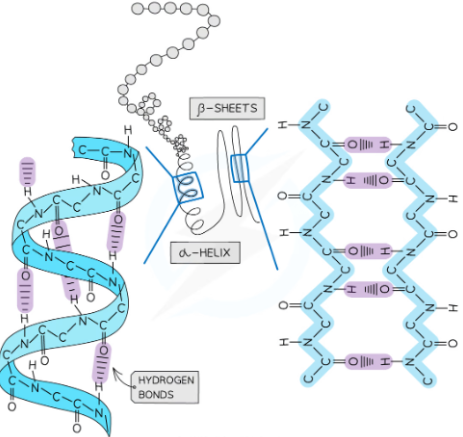 <p>the shape that the chain of amino acids takes - alpha helix and beta pleated sheets</p><p>shape is determined by weak hydrogen bonds</p>