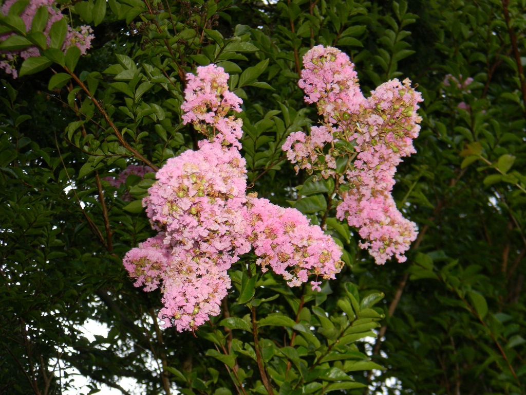Crepe Myrtle